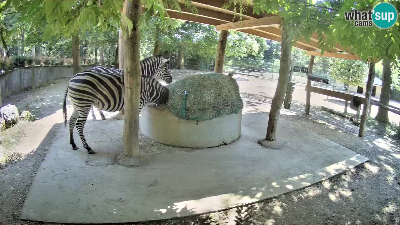 Le Zebre nello ZOO di Ljubljana – Slovenia Live webcam