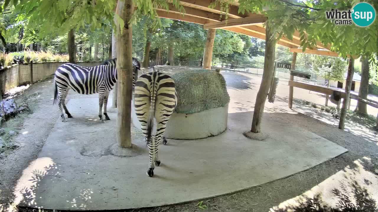 Camera en vivo Cebras in Ljubljana ZOO – Eslovenia