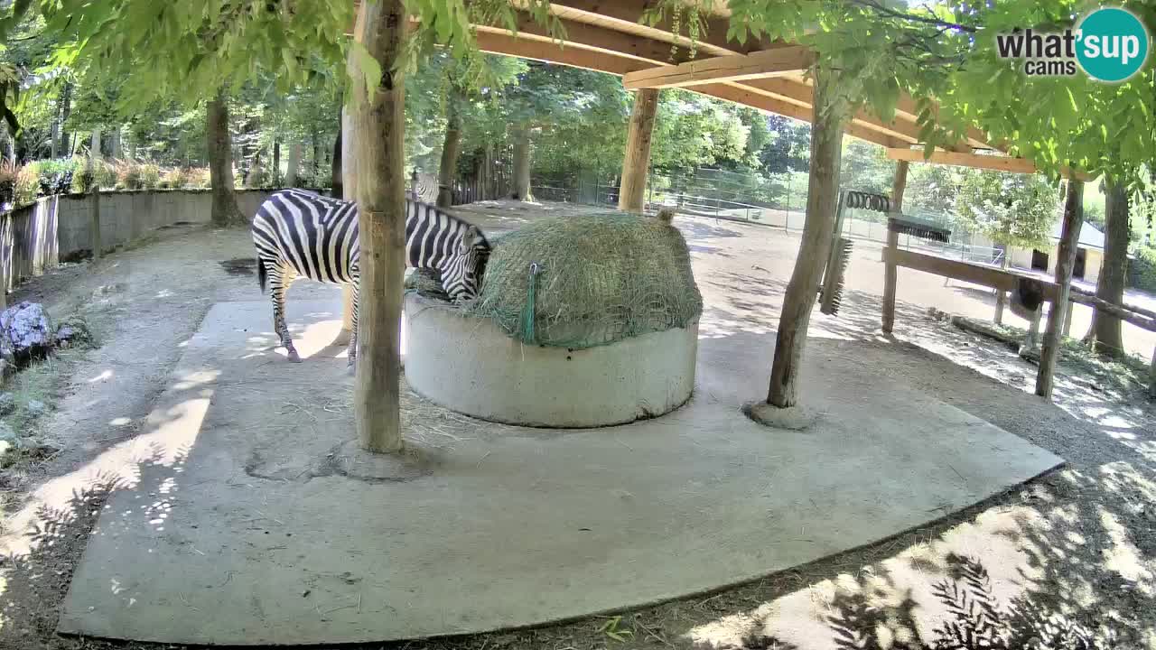 Camera en vivo Cebras in Ljubljana ZOO – Eslovenia