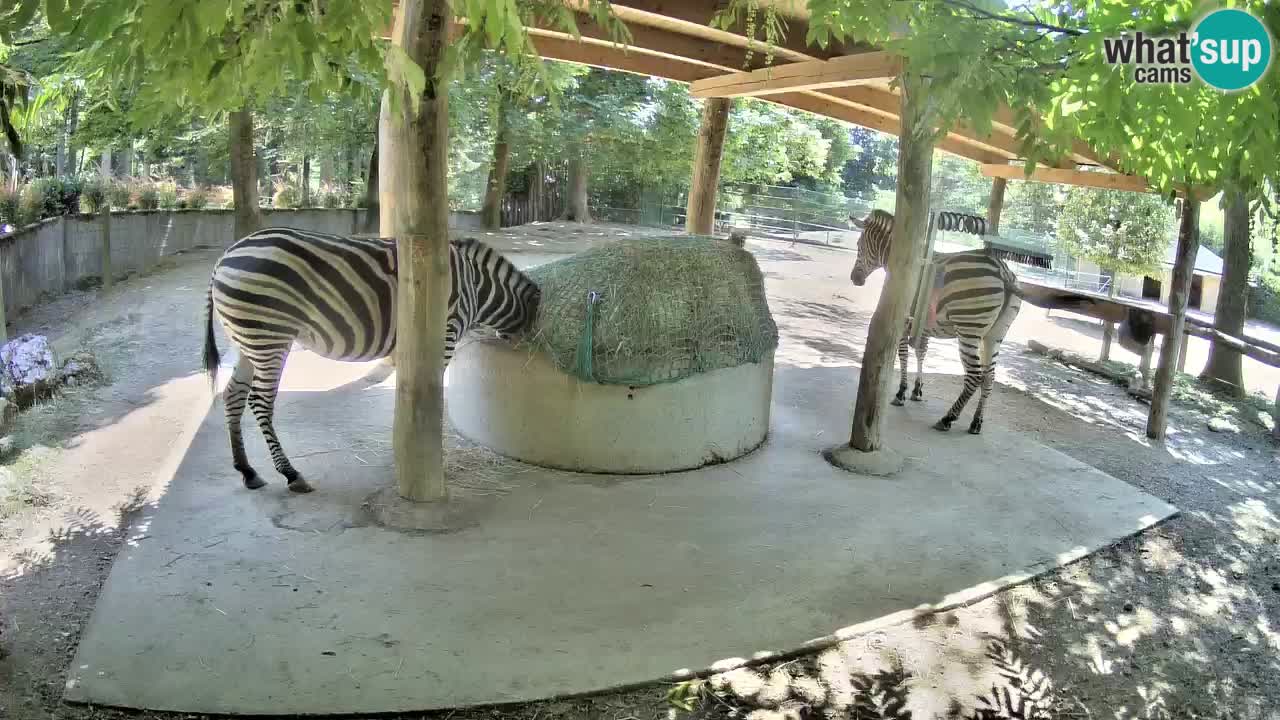 Live Webcam Zebras in Ljubljana ZOO – Slowenien