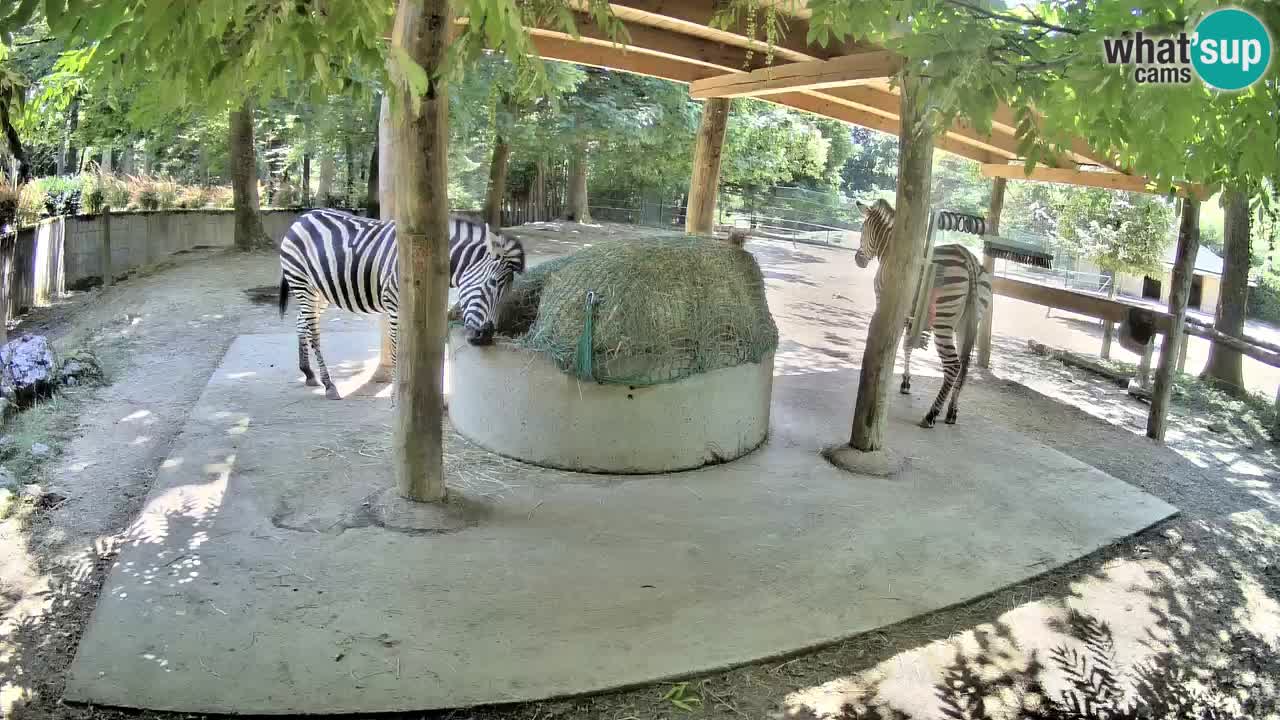 Zebre v živo v živalskem vrtu Ljubljana ZOO spletne kamere