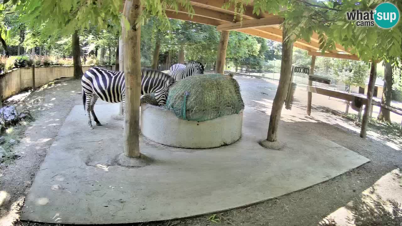Live webcam Zebras in Ljubljana ZOO – Slovenia