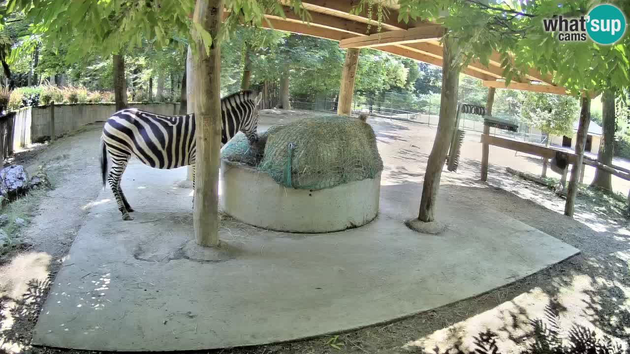 Live webcam Les zèbres in Ljubljana ZOO – Slovénie