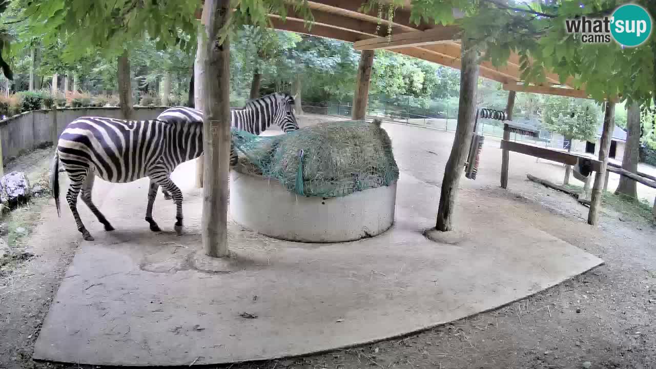 Live webcam Zebras in Ljubljana ZOO – Slovenia