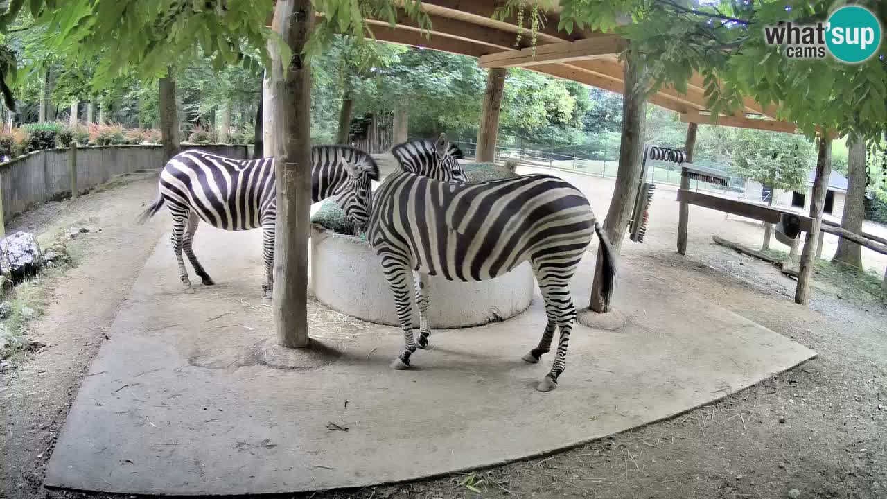 Live webcam Zebras in Ljubljana ZOO – Slovenia