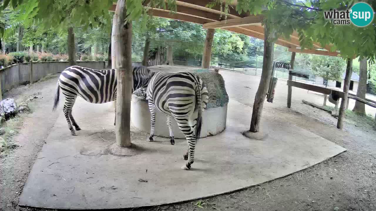 Live webcam Zebras in Ljubljana ZOO – Slovenia