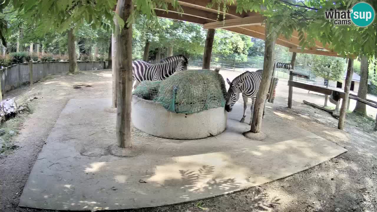 Live webcam Zebras in Ljubljana ZOO – Slovenia