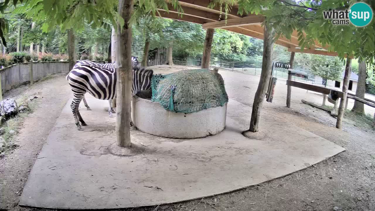 Live webcam Zebras in Ljubljana ZOO – Slovenia