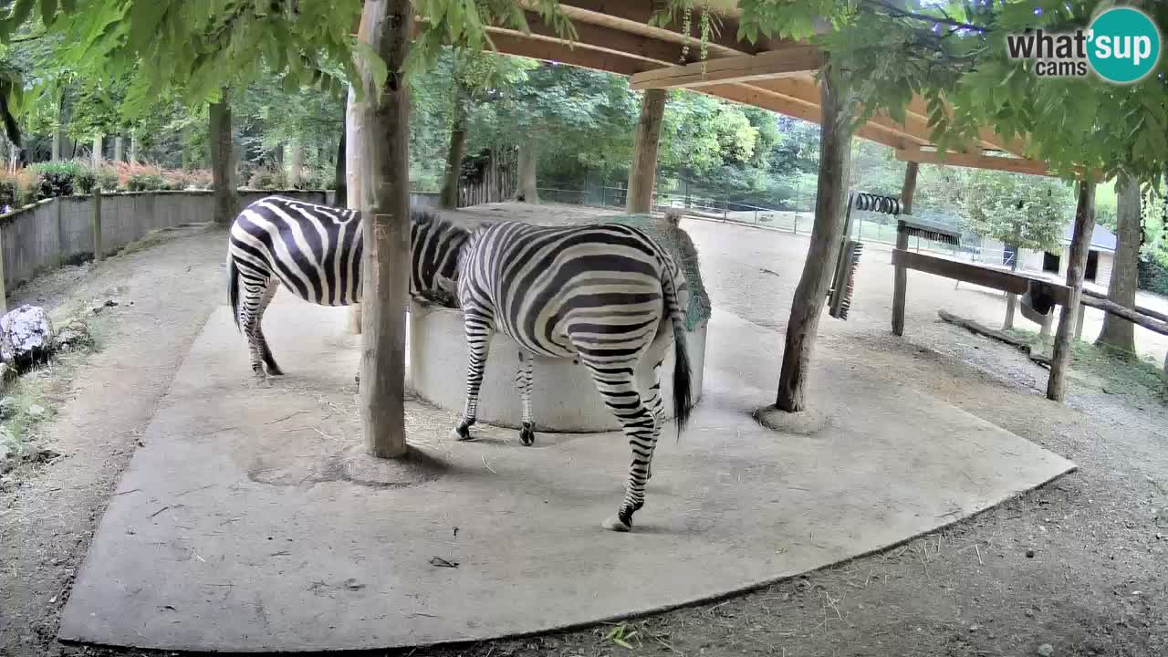 Live webcam Les zèbres in Ljubljana ZOO – Slovénie