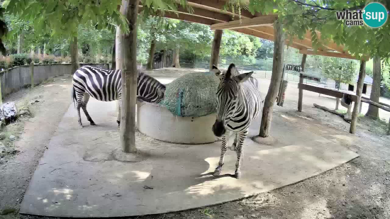 Web kamera uživo Zebras u ZOO Ljubljana – Slovenija