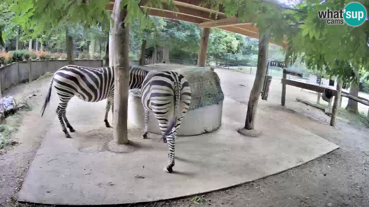 Live Webcam Zebras in Ljubljana ZOO – Slowenien