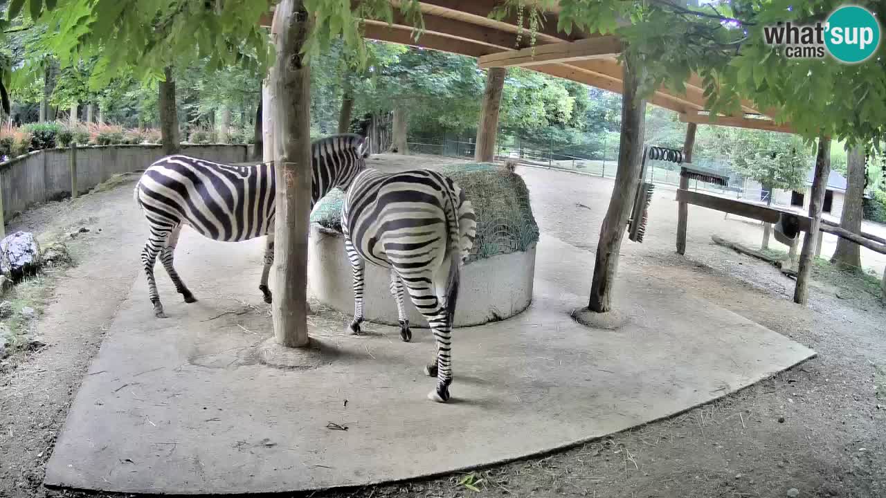 Web kamera uživo Zebras u ZOO Ljubljana – Slovenija