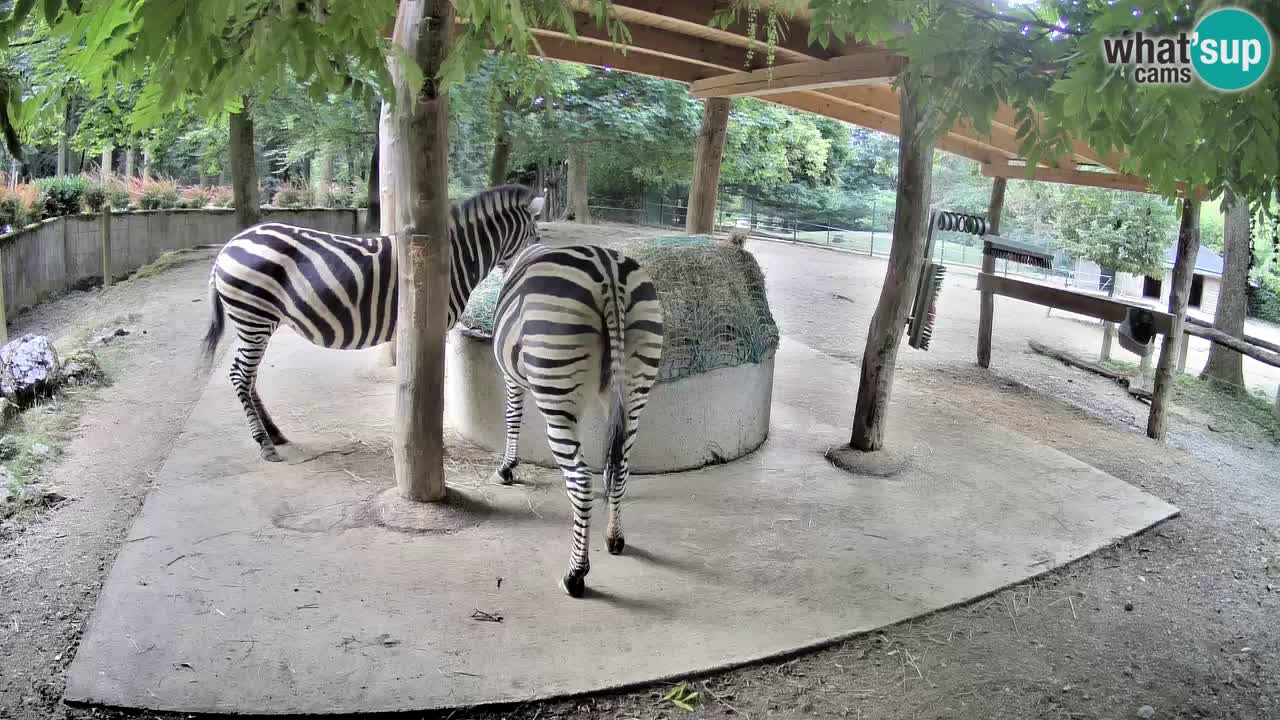 Live Webcam Zebras in Ljubljana ZOO – Slowenien
