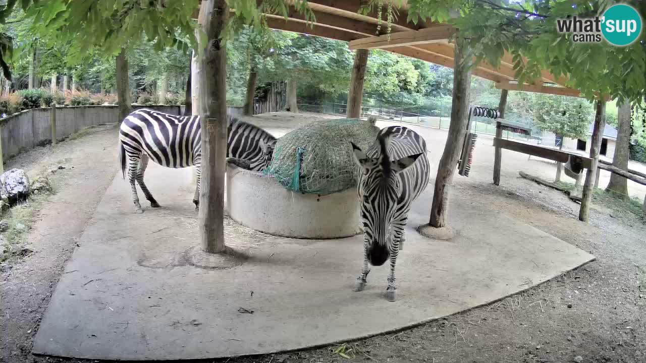 Camera en vivo Cebras in Ljubljana ZOO – Eslovenia
