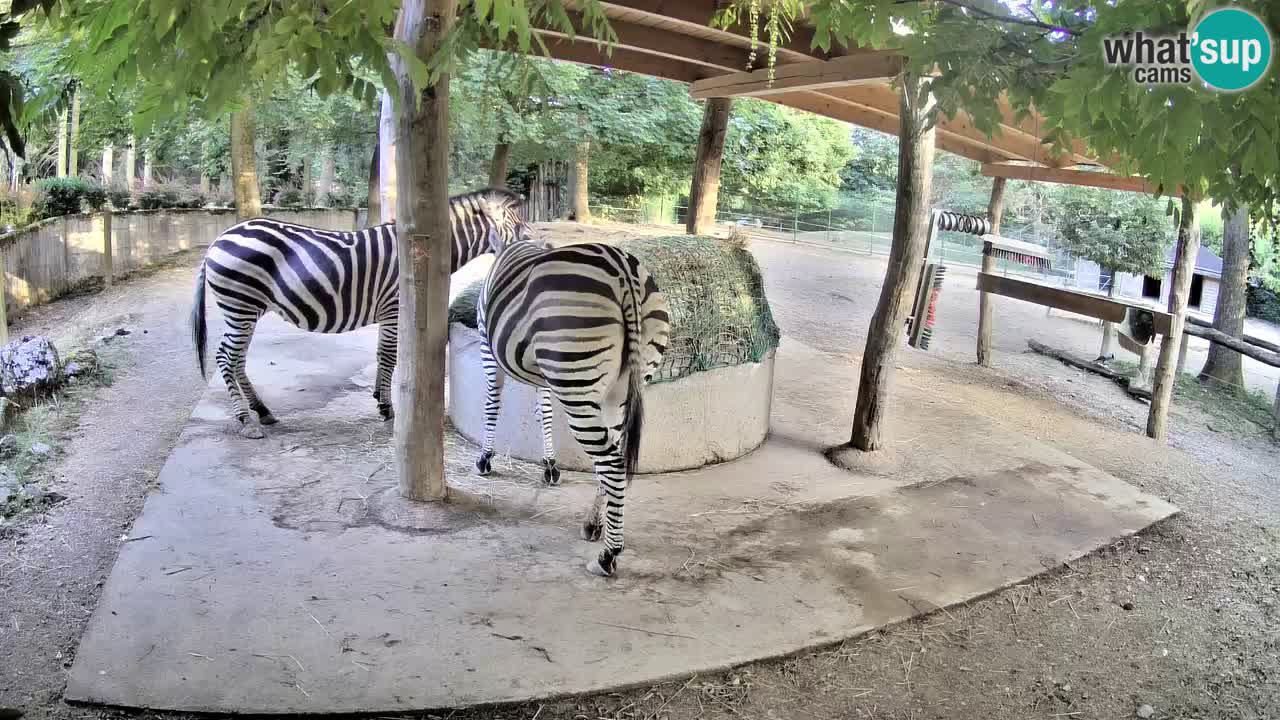 Live webcam Les zèbres in Ljubljana ZOO – Slovénie