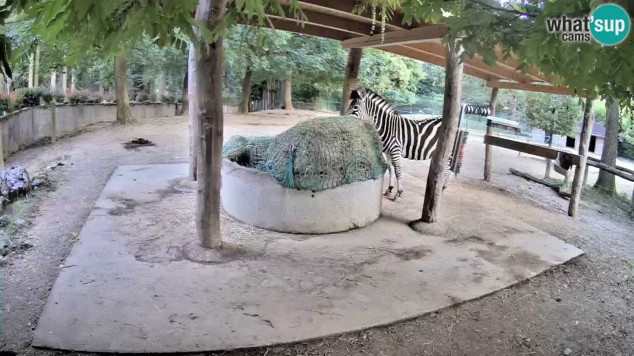 Live webcam Les zèbres in Ljubljana ZOO – Slovénie