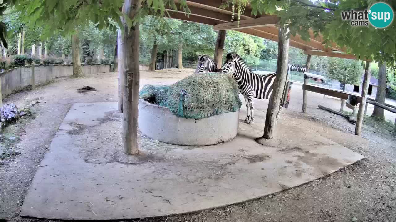 Camera en vivo Cebras in Ljubljana ZOO – Eslovenia