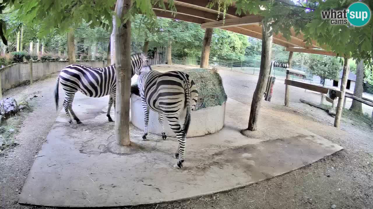 Camera en vivo Cebras in Ljubljana ZOO – Eslovenia