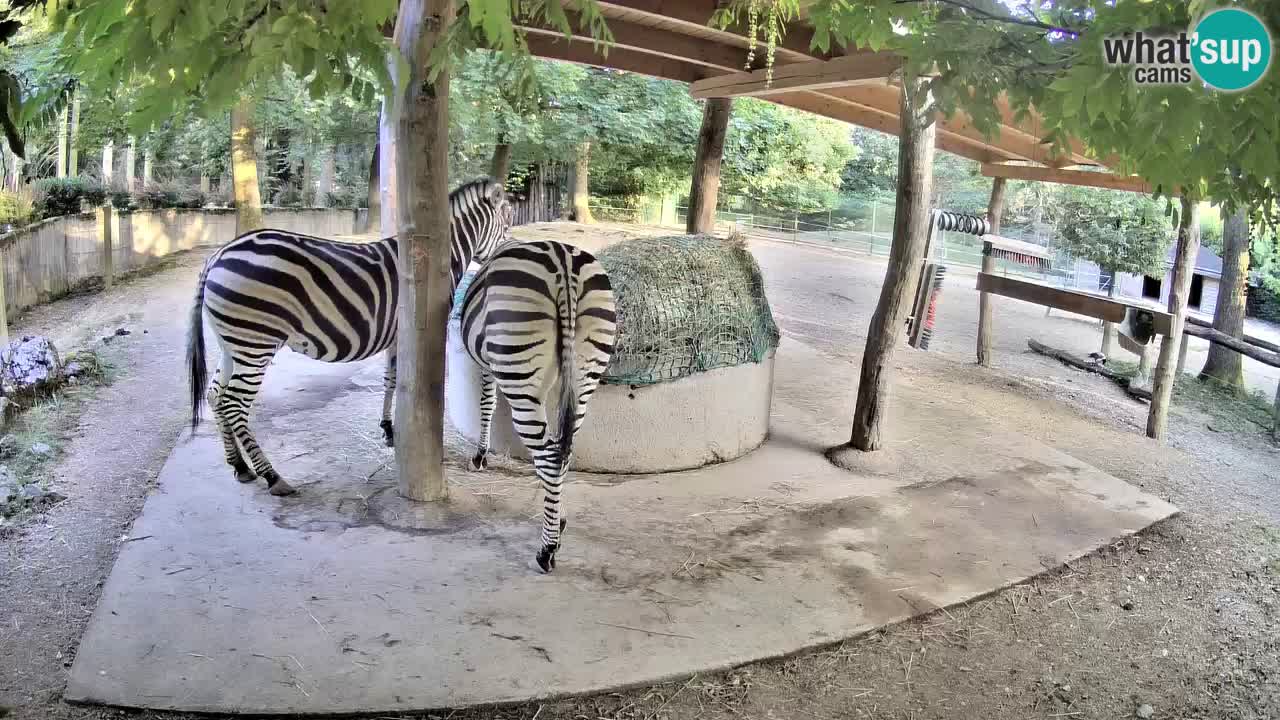 Camera en vivo Cebras in Ljubljana ZOO – Eslovenia