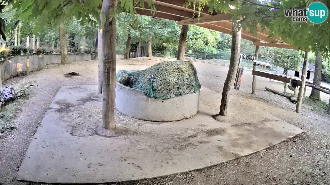 Live Webcam Zebras in Ljubljana ZOO – Slowenien