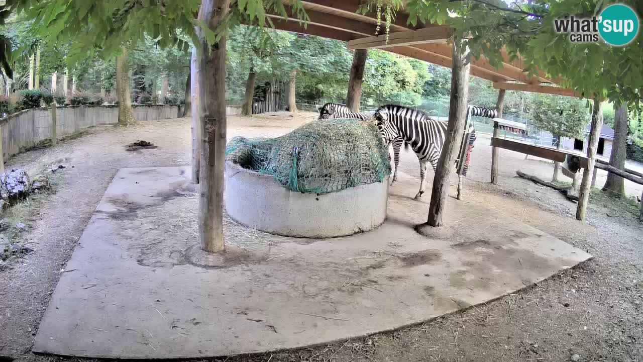 Camera en vivo Cebras in Ljubljana ZOO – Eslovenia