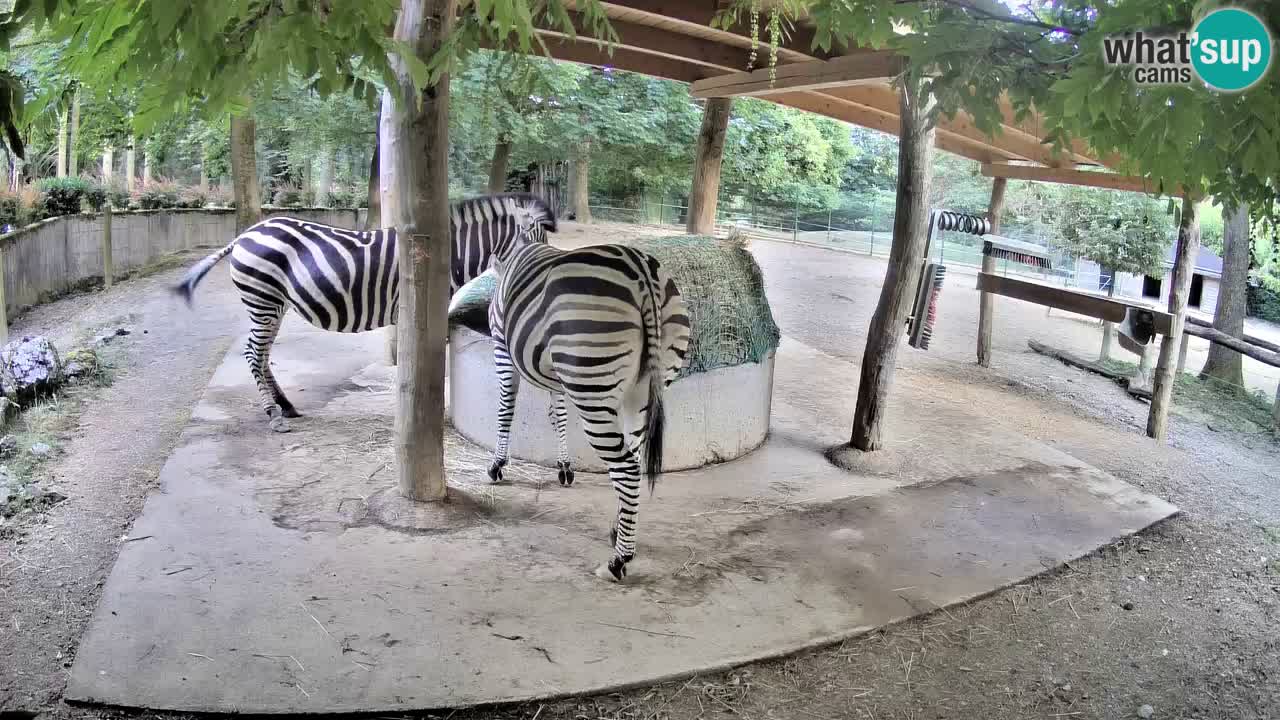 Camera en vivo Cebras in Ljubljana ZOO – Eslovenia