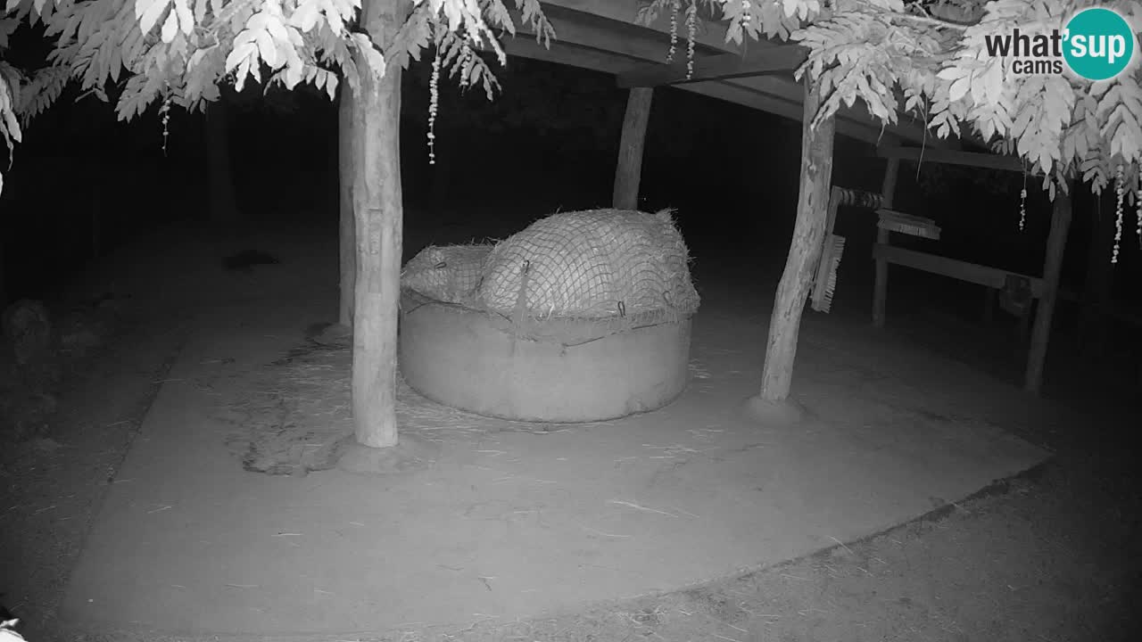 Live webcam Zebras in Ljubljana ZOO – Slovenia