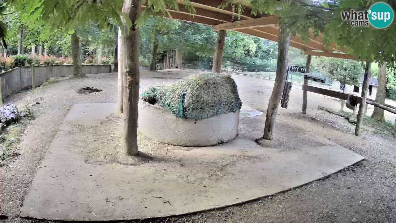 Camera en vivo Cebras in Ljubljana ZOO – Eslovenia