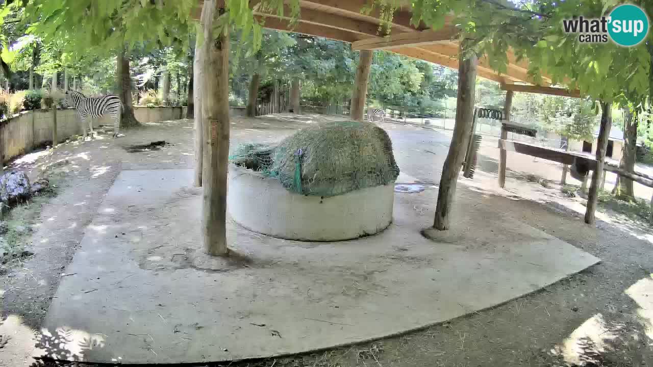 Live webcam Zebras in Ljubljana ZOO – Slovenia