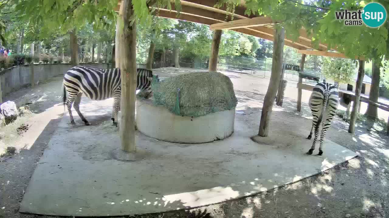 Live webcam Zebras in Ljubljana ZOO – Slovenia