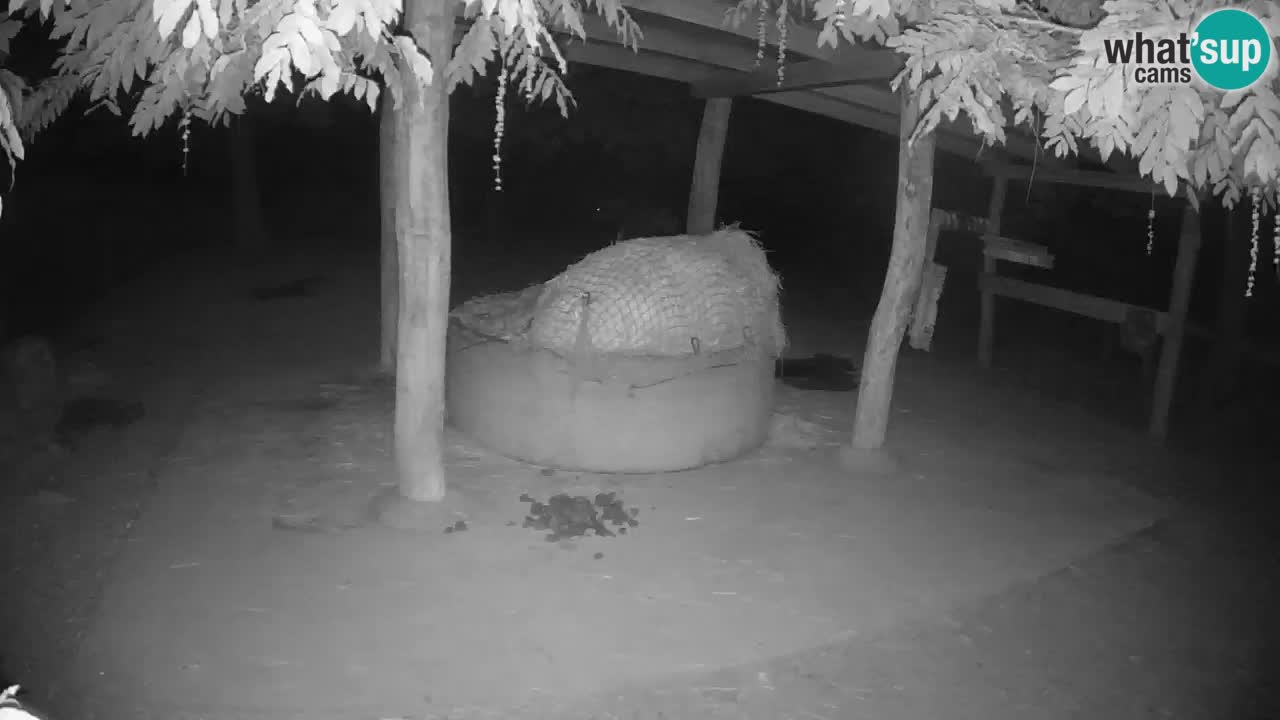 Live webcam Zebras in Ljubljana ZOO – Slovenia