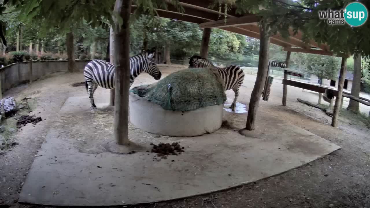 Live webcam Zebras in Ljubljana ZOO – Slovenia