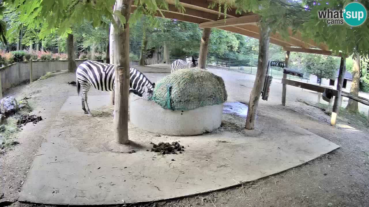 Web kamera uživo Zebras u ZOO Ljubljana – Slovenija