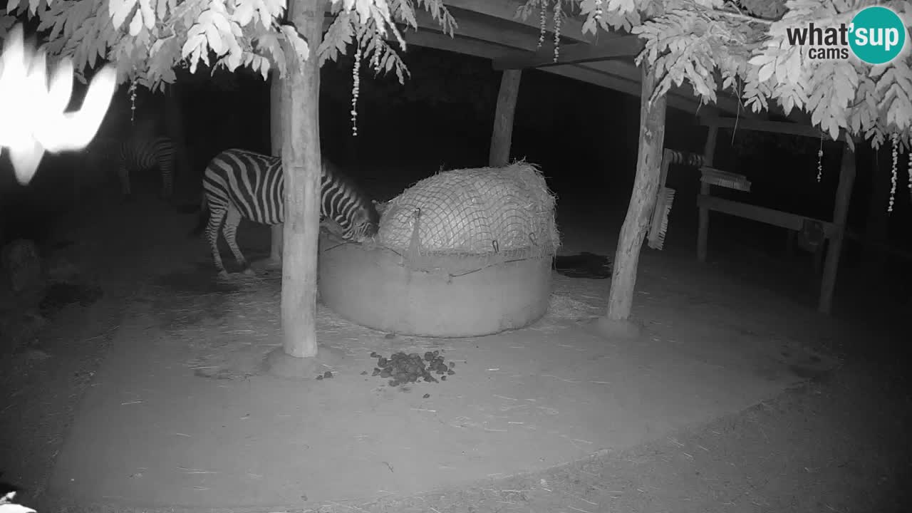 Live webcam Les zèbres in Ljubljana ZOO – Slovénie