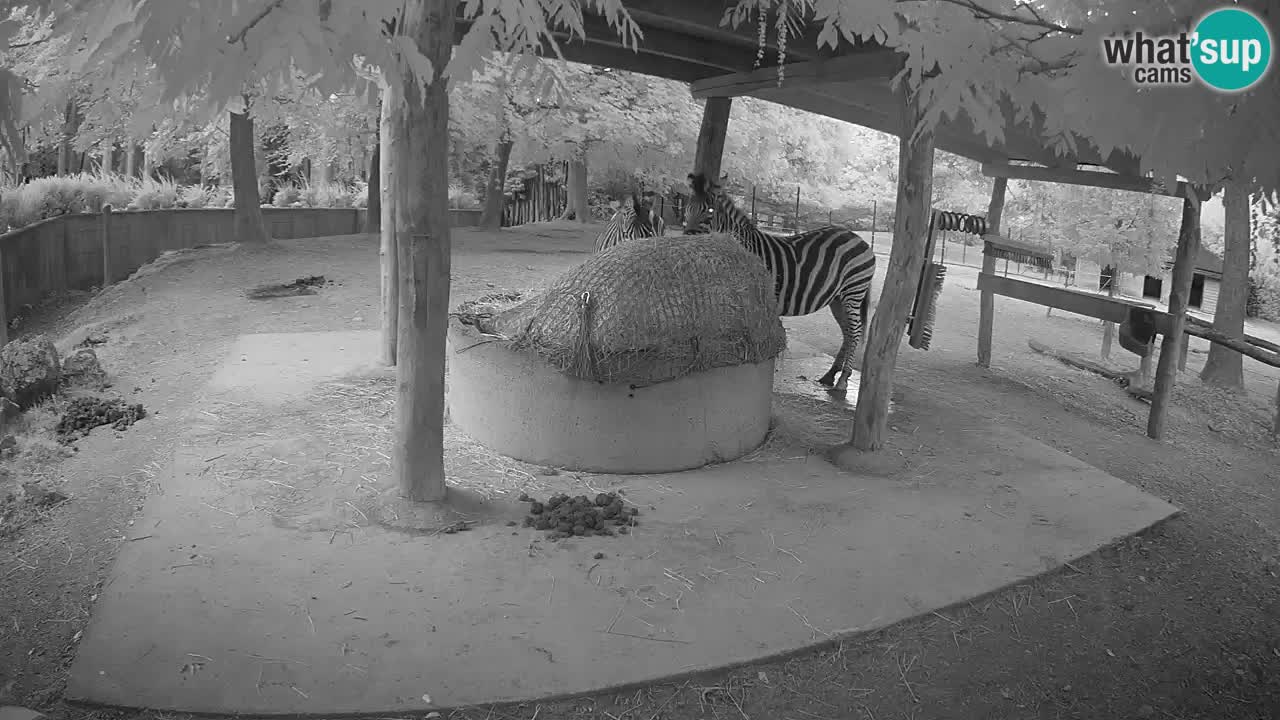Camera en vivo Cebras in Ljubljana ZOO – Eslovenia
