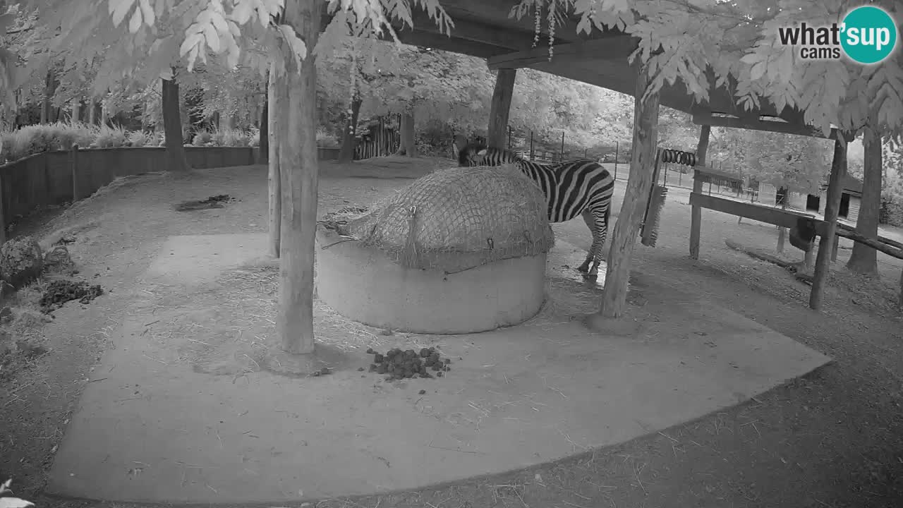 Live Webcam Zebras in Ljubljana ZOO – Slowenien