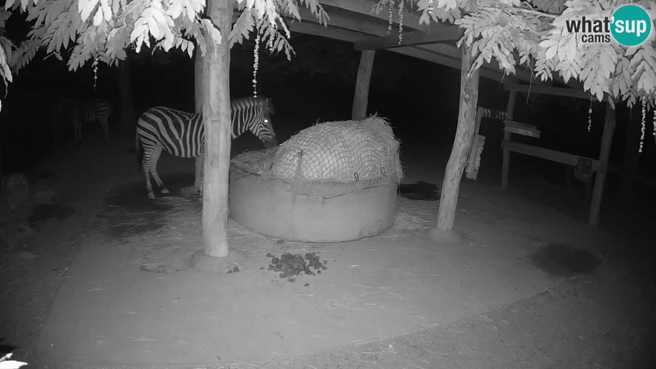 Zebre v živo v živalskem vrtu Ljubljana ZOO spletne kamere