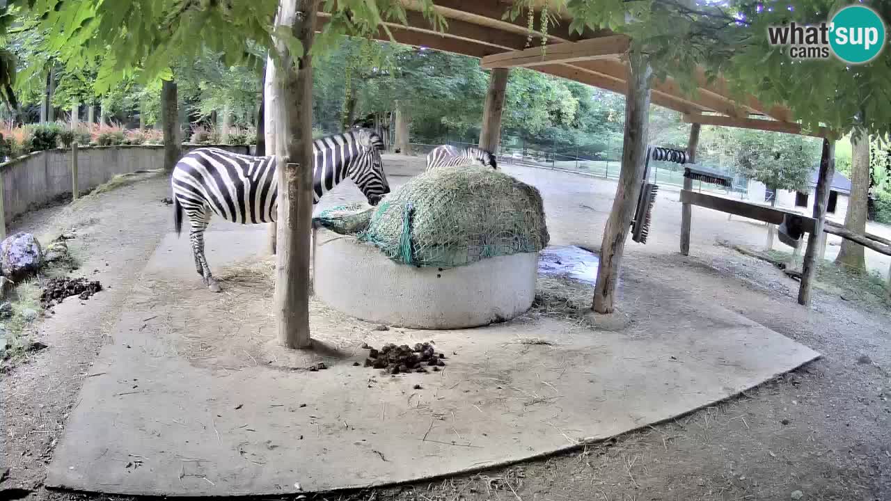 Live webcam Les zèbres in Ljubljana ZOO – Slovénie