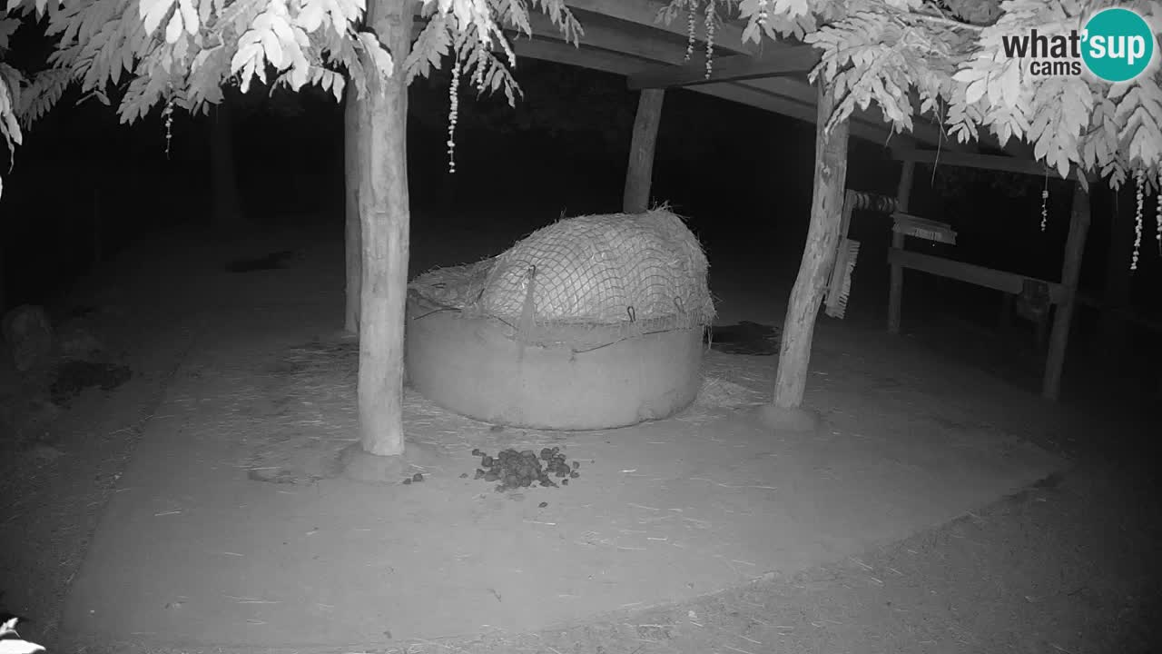 Live Webcam Zebras in Ljubljana ZOO – Slowenien
