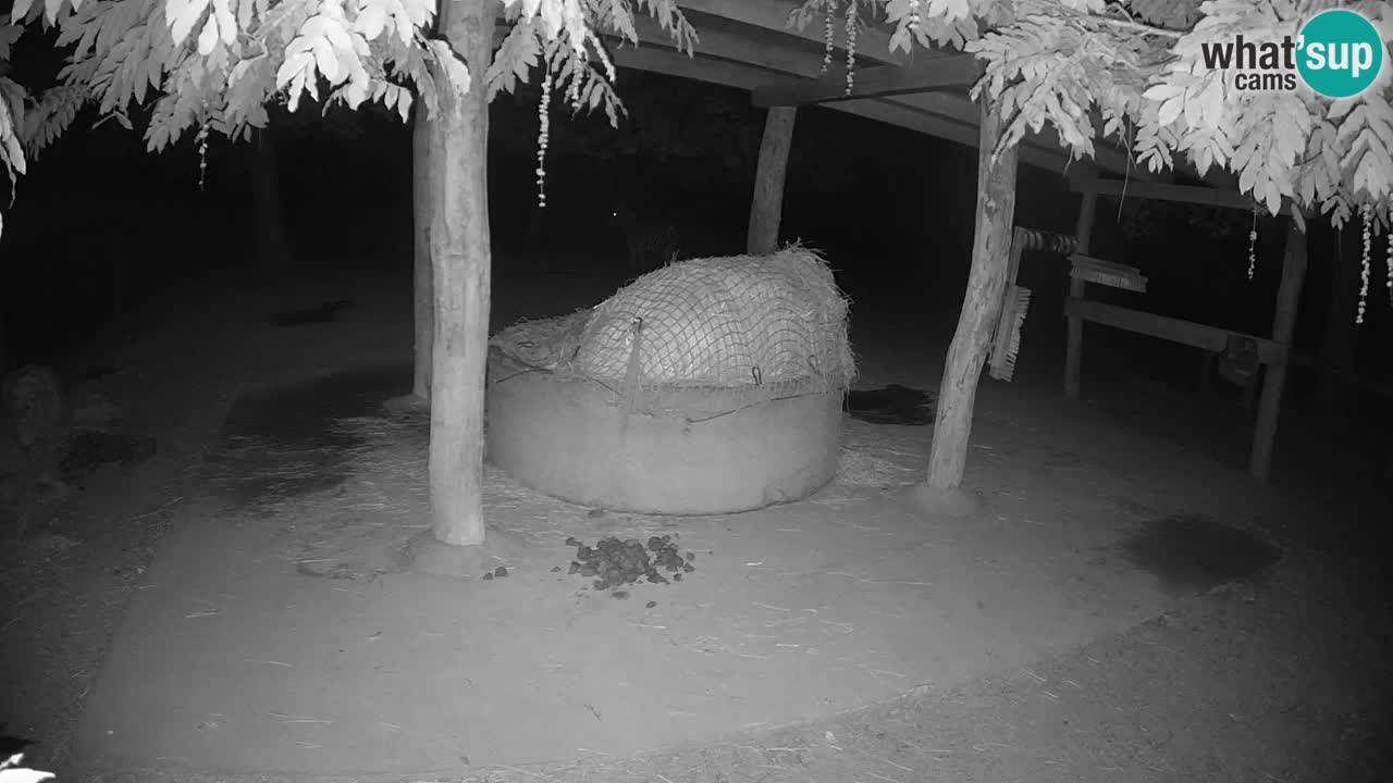 Web kamera uživo Zebras u ZOO Ljubljana – Slovenija