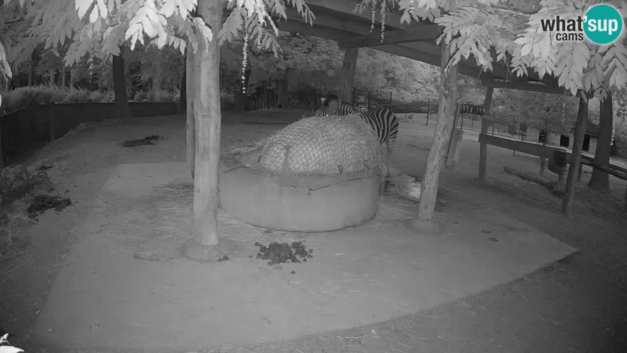 Live Webcam Zebras in Ljubljana ZOO – Slowenien