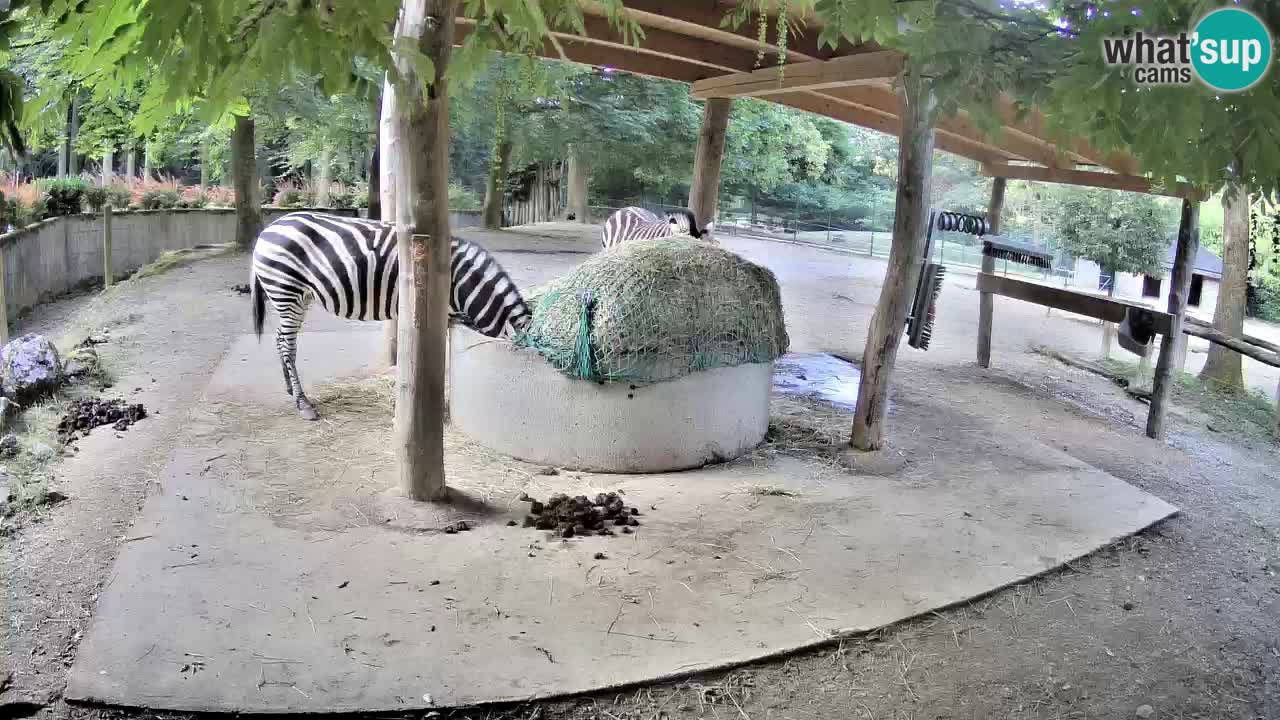 Le Zebre nello ZOO di Ljubljana – Slovenia Live webcam