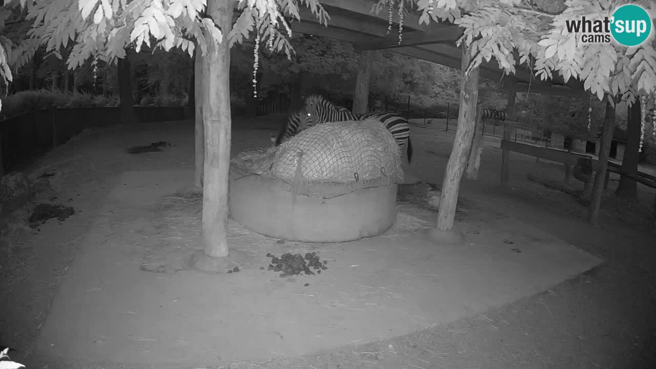Live webcam Les zèbres in Ljubljana ZOO – Slovénie