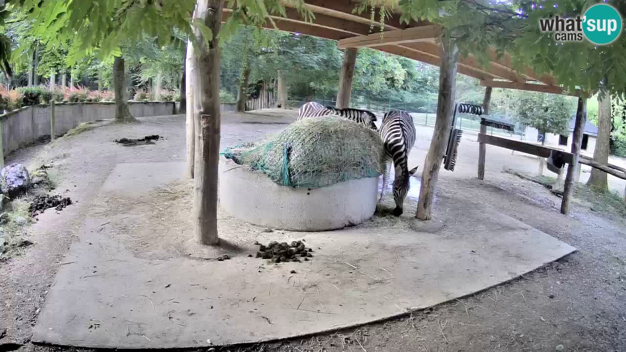 Live webcam Les zèbres in Ljubljana ZOO – Slovénie