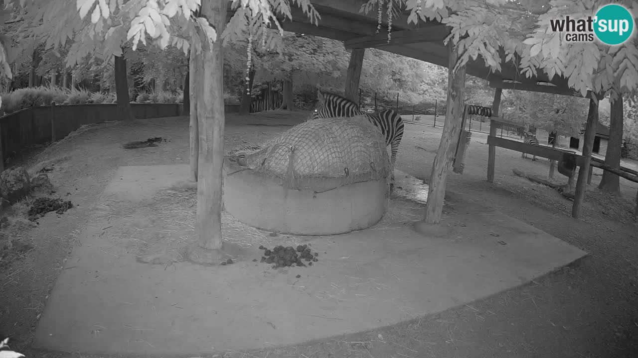 Camera en vivo Cebras in Ljubljana ZOO – Eslovenia
