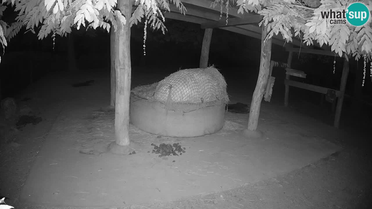 Web kamera uživo Zebras u ZOO Ljubljana – Slovenija