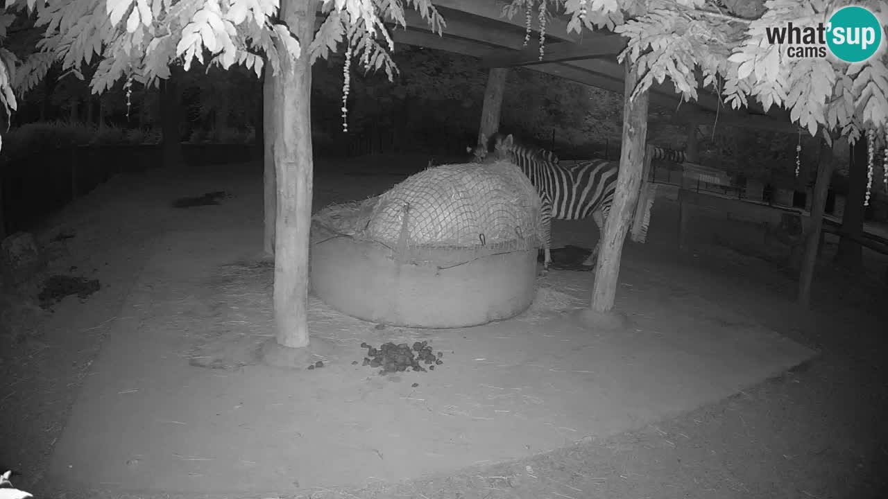 Le Zebre nello ZOO di Ljubljana – Slovenia Live webcam