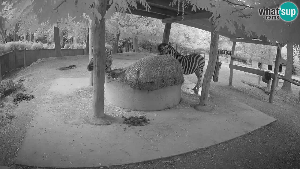 Camera en vivo Cebras in Ljubljana ZOO – Eslovenia