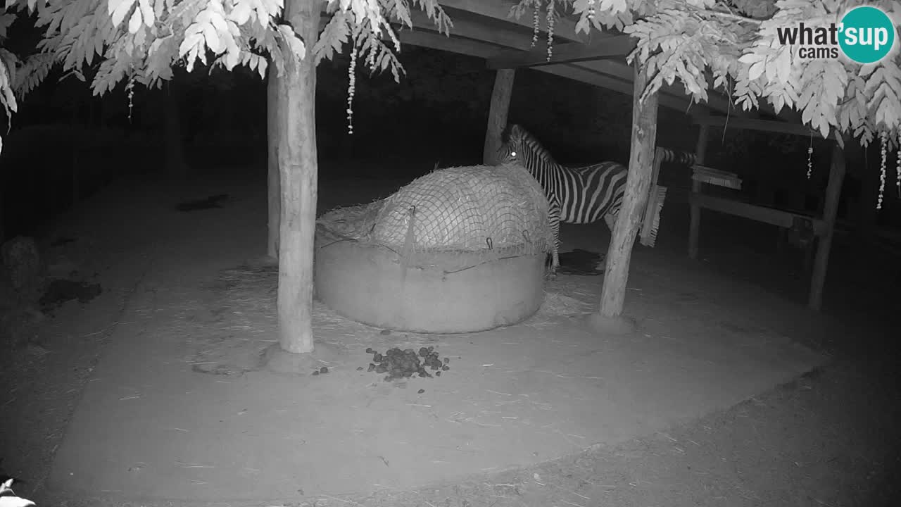 Camera en vivo Cebras in Ljubljana ZOO – Eslovenia