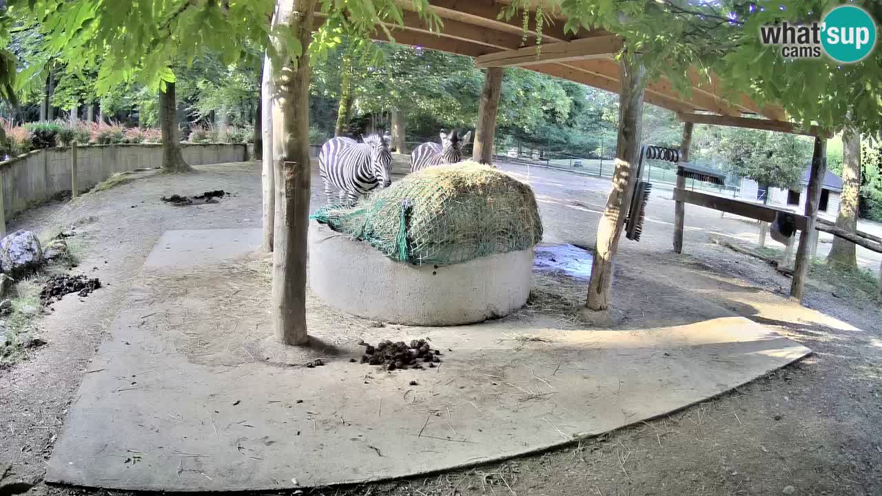 Zebre v živo v živalskem vrtu Ljubljana ZOO spletne kamere